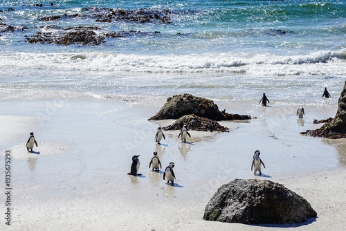 South Africa,Cape Town,Boulders Beach,A group of penguins walking on a sandy beach near the ocean with waves and rocks in the background