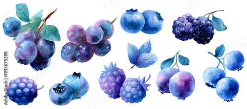 Watercolor hand painting collection portraying various blue and purple berries. Including fresh blueberries. Juicy blackberries. And other delicious superfoods