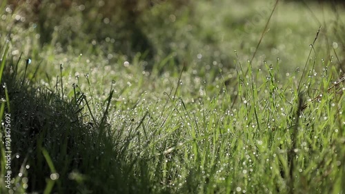 An idealistic close-up of morning dew glistening on lush green grass, with soft sunlight creating a dreamy, fresh atmosphere. captures the purity and beauty of a new day.