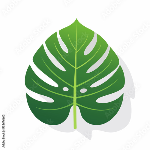 Feuille de monstera tropicale – illustration vectorielle