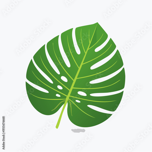 Feuille de monstera tropicale – illustration vectorielle