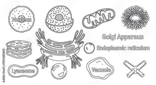 Cellular Organelles Diagram Illustration Detailed Structure.