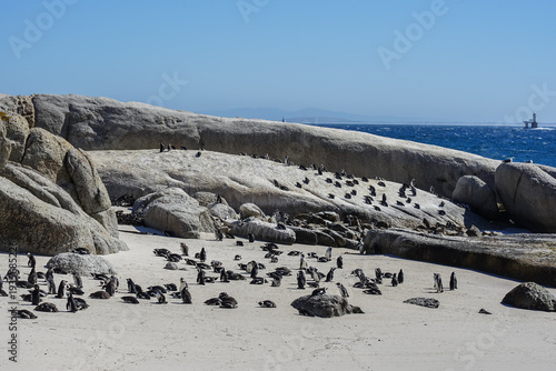 South Africa,Cape Town,Boulders Beach,A colony of penguins gathered on a rocky beach with the ocean in the background under clear blue skies.