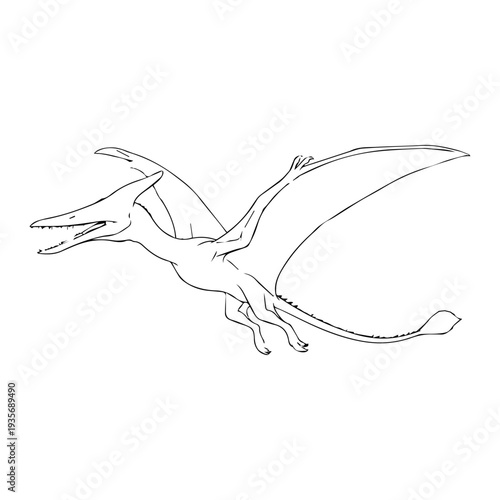 Pterodactyl dinosaur illustration vector 
Vector illustration icon on a white background