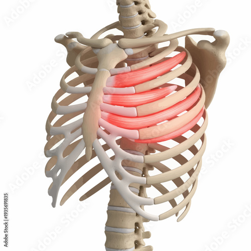Detailed 3D illustration of the human rib cage and intercostal muscles highlighted in red, indicating potential pain or strain in the chest area