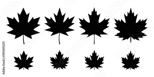 A collection of various maple leaf shapes and sizes in a row. Vector