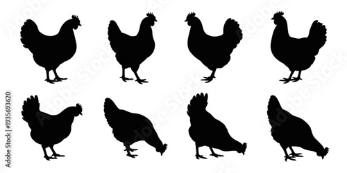 A collection of various chicken silhouettes in different poses Vector