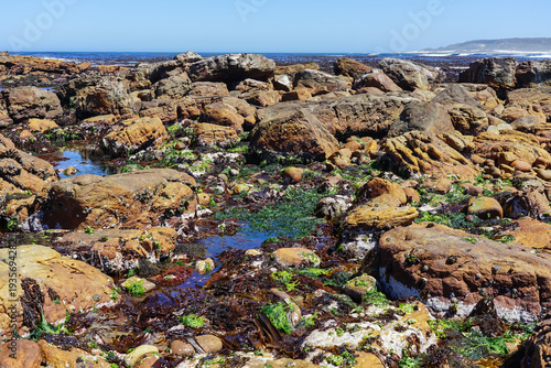 South Africa,Cape Town,Cape of Good Hope,Rocky coastal tide pool with seaweed and marine vegetation under clear sky
