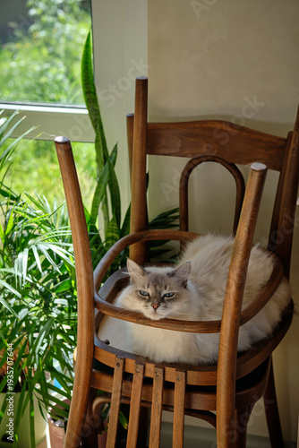 Funny Neva Masquerade cat sitting inside a stack of upside down wooden chairs.