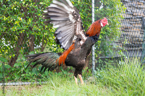 Wallpaper Mural A cock flaps its wings on the grass Torontodigital.ca