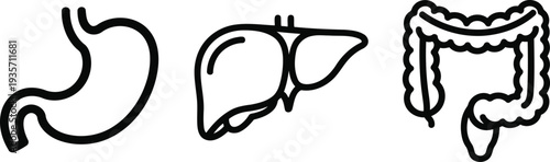 Vector of Digestive system anatomy icons set