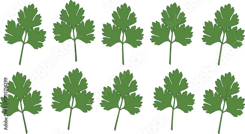 Fresh parsley leaves collection green herb ingredient for cooking and healthy food vector illustration set