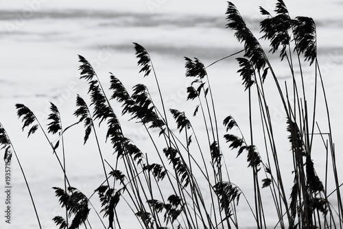 Photograph of tall black grass with rough texture, can be used in various contexts such as nature, environment, or agriculture