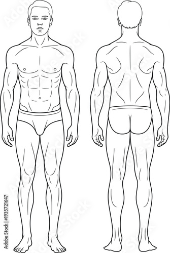 Black and white anatomical illustration of male human body front and back views, muscular structure, vector design representing anatomy, medical, artistic, educational study