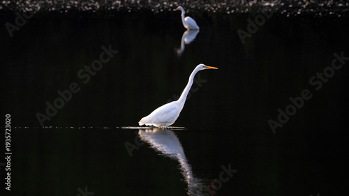 A solo Great Egret is wandering on the calm lake for prey.