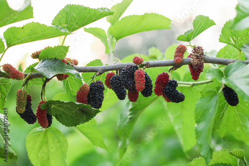Fresh Mulberry Berries Ripening on Branch in Local Orchard - Authentic Farm Fruit for Organic Food Eaters
