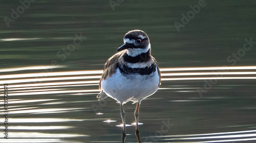 The killdeer is staying on the calm lake for resting.