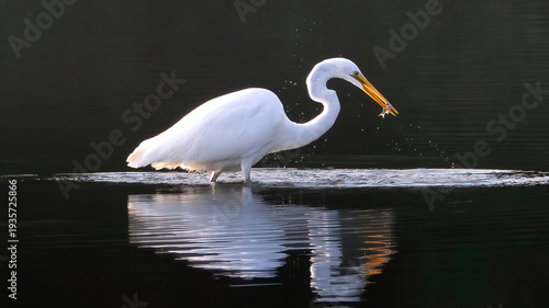 A solo Great Egret is wandering on the calm lake for prey.