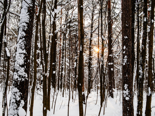 Canvas Print tree trunks and sunset sun in background in forest