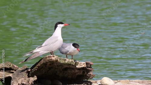 Common tern couple on the nest in European lakes