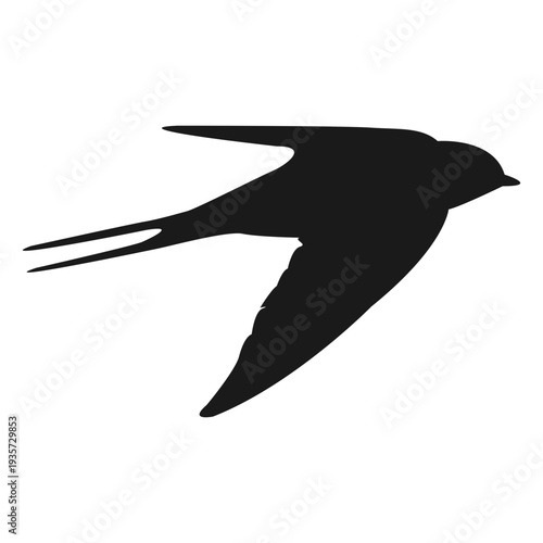 Swallow bird