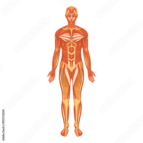 Myologia muscular system human body