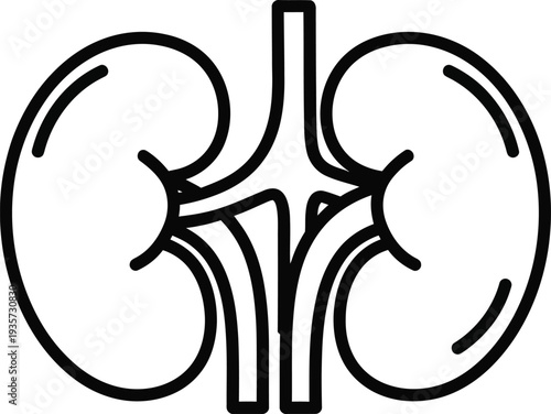 Human kidney anatomy illustration