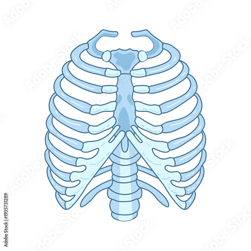 Stylized illustration depicts the human rib cage structure viewed from the front