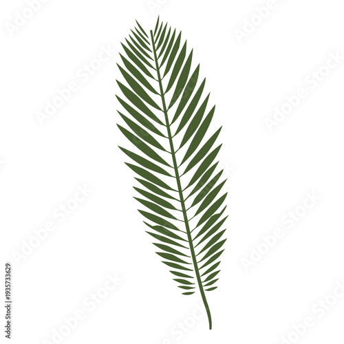 Majesty palm leaf illustration