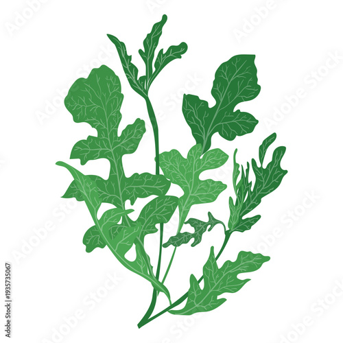 Arugula rucola herb illustration