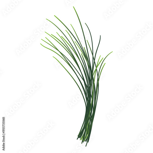 Chives herb illustration