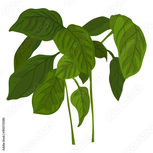 Green basil herb illustration