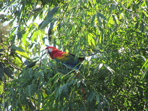 guacamayo de color rojo, amarillo y azul posado en un árbol