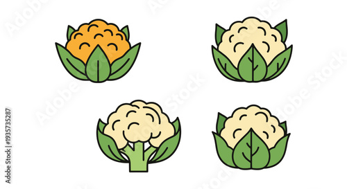 Cauliflower Line art vector modern bold tone illustration