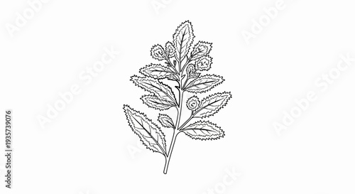 Delicate fern frond with serrated edges and curled new growth