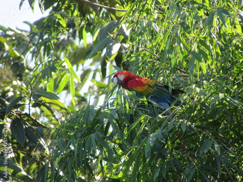 guacamayo de color rojo, amarillo y azul posado en un árbol