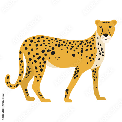 Cheetah illustration