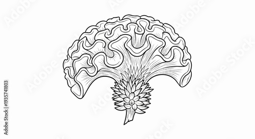 Intricate line art of a structured, fanned plant with ruffled edges