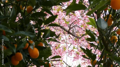 金柑の木の間から望む満開の桜「イズノオドリコ」が風に揺れる様子
