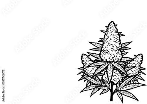 Detailed ink illustration of a flowering cannabis plant with multiple buds and leaves