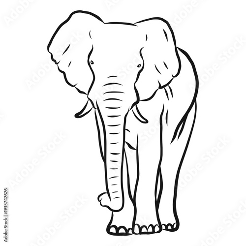 Elephant ivory ear trunk sketch