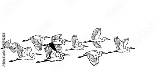 A flock of elegant birds with outstretched wings gracefully soar through the sky