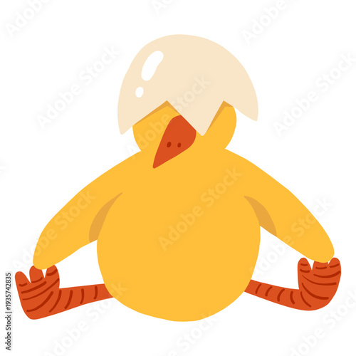 Chicken sitting beak shell flat