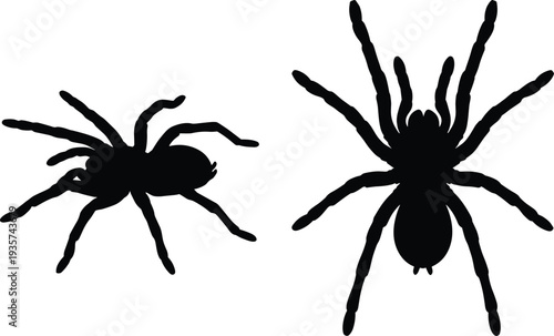 Spider and tarantula silhouettes, crawling arachnid insect vector set, creepy wildlife pest illustration, black spider icons isolated, halloween bug symbol