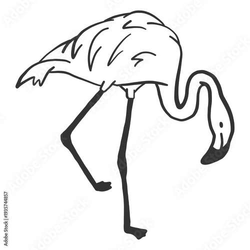 Flamingo leg neck beak doodle bird