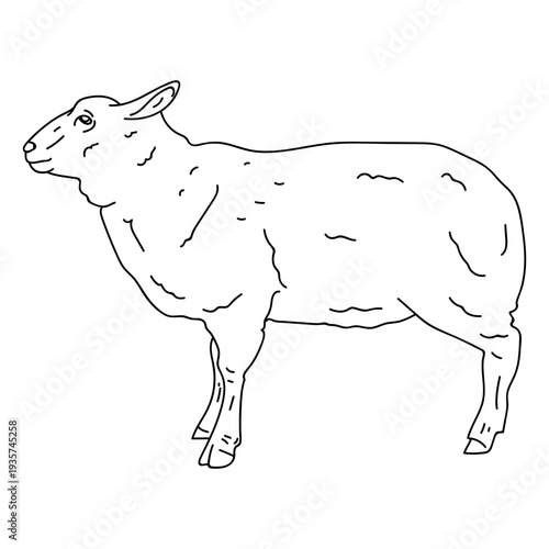 Sheep lamb wool ear hoof stroke animal