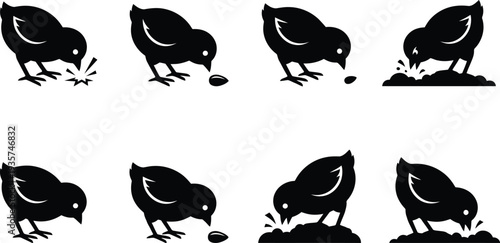 Vector illustration of a chick pecking at seeds in various poses and angles