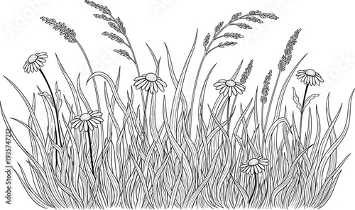Hand drawn meadow grass and wildflowers line art vector illustration with detailed botanical plants in black outline style