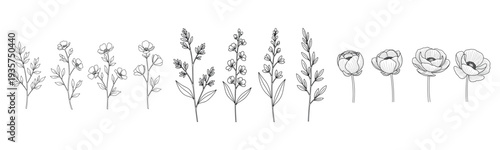 Black and white botanical illustration of various flowers and stems