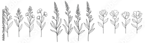 Intricate black and white floral line art of lavender and wildflowers